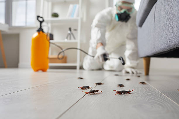 Post-Treatment Bed Bug Interceptor Monitoring in St. Hedwig